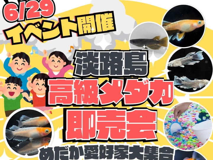 淡路島高級メダカ即売会｜コーナン洲本インター店（洲本市上内膳）｜2025/6/29