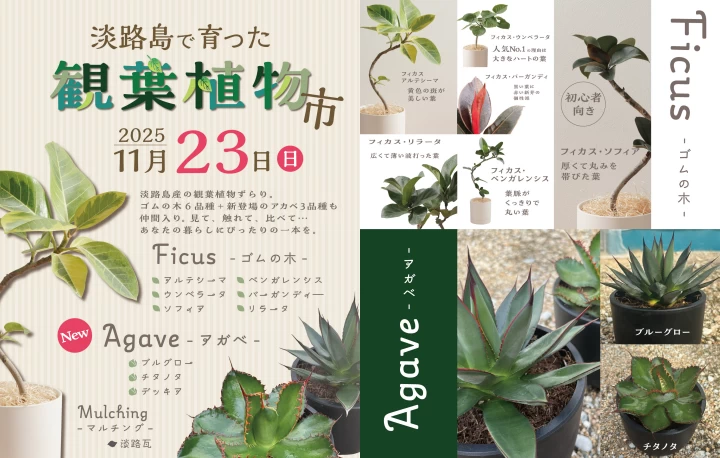 淡路島で育った観葉植物市