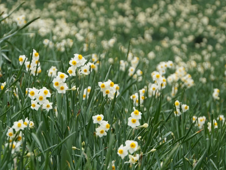 灘黒岩水仙郷開園｜南あわじ市灘黒岩｜2026/1/7~