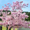 早咲き桜まつり2026｜明石海峡公園（淡路市夢舞台）｜2026/2/21~3/8