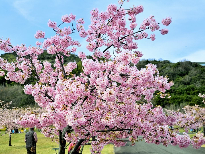 早咲き桜まつり2026｜明石海峡公園（淡路市夢舞台）｜2026/2/21~3/8