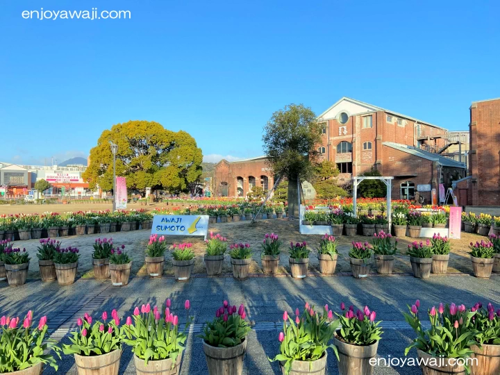 冬咲きチューリップ無償提供|洲本市民広場(洲本市塩屋)|2026/2/26