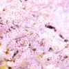 桜まつり｜淡路島公園（淡路市楠本）｜2026/3/20~4/5