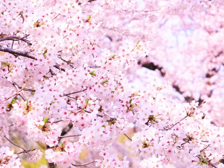 桜まつり｜淡路島公園（淡路市楠本）｜2026/3/20~4/5