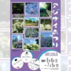 アジサイまつり｜淡路島公園（淡路市楠本）｜2026/6/6~7/5