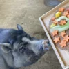 夏の「どうぶつえんまつり」｜のじまスコーラ（淡路市野島蟇浦）｜2026/7/12,7/26,8/9,8/23
